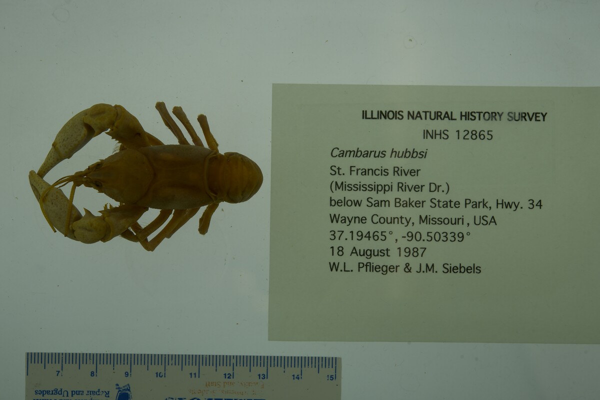 Cambarus hubbsi image